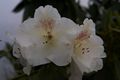 Rhododendron williamsianum Gartendirektor Rieger Różanecznik